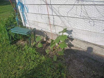 Cucumber survivors, 07-19-24.jpg