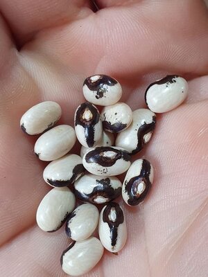 Brazilian Bean #22.jpg