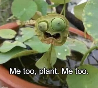 me too plant.jpg