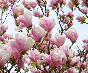 tulip tree blooms (1).jpg