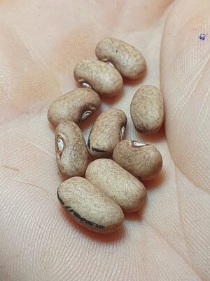 Brazilian Bean #26.jpg