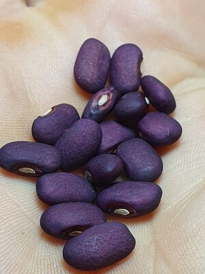 Brazilian Bean #31.jpg