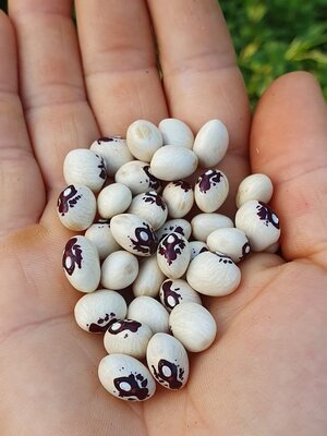 Brazilian Bean #38.jpg