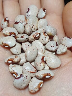 Brazilian Bean #44.jpg