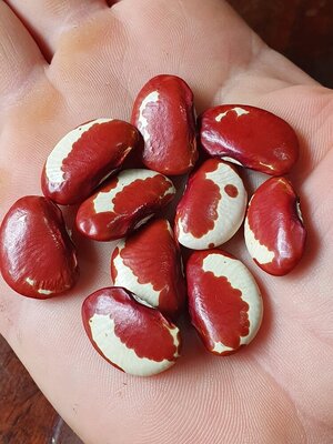 Brazilian Bean #45.jpg