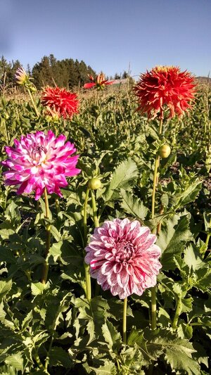 dahlias2016.jpg