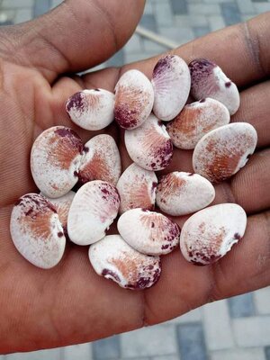 Brazilian Bean #57.jpg