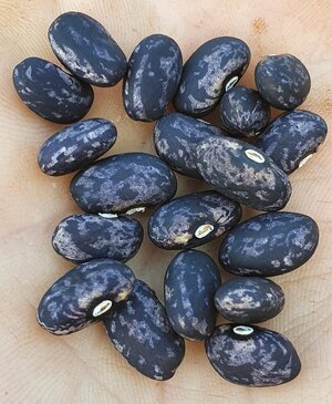 Brazilian Bean #59.jpg