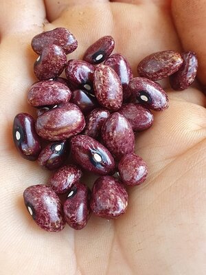 Brazilian Bean #60.jpg