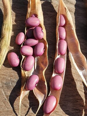 Brazilian Bean #61.jpg