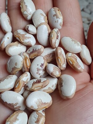 Brazilian Bean #69.jpg