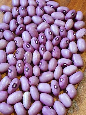 Brazilian Bean #70.jpg