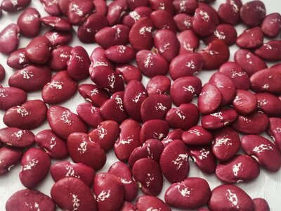 Brazilian Bean #73.jpg