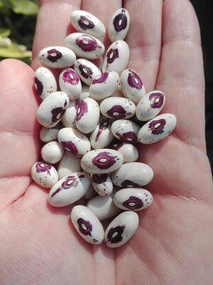 Brazilian Bean #88.jpg