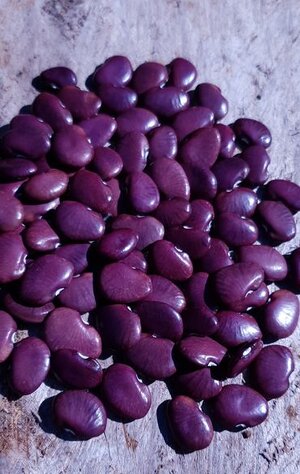 Brazilian Bean #91.jpg