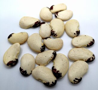 Brazilian Bean #96.jpg