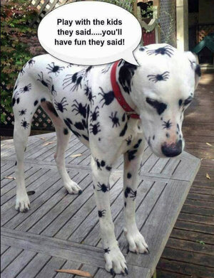 zdalmatian.jpg