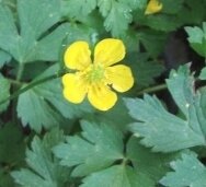 creeping_buttercup_flower_leaves_crop.JPG