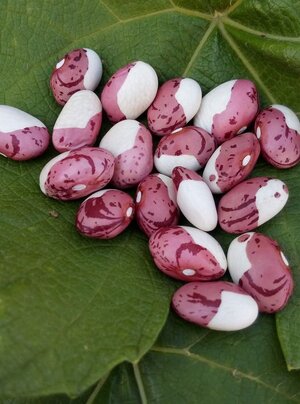 Brazilian Bean #102.jpg