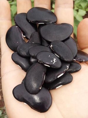 Brazilian Bean #104.jpg