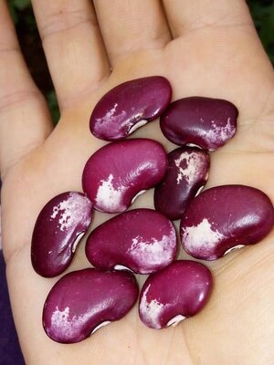 Brazilian Bean #105.jpg