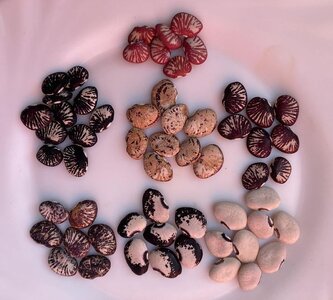 Brazilian Bean #110.jpg