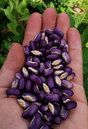 Brazilian Bean #111 Prince Purple.jpg