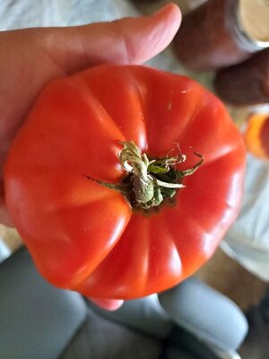 Tomato, big heirloom, 09-24-24,  #2.jpg