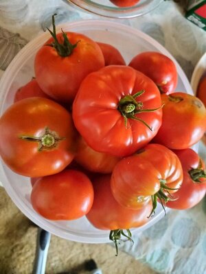 Tomatoes for canning, 09-24-24, #2.jpg