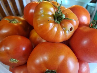 Tomatoes for canning, 09-24-24, #3.jpg