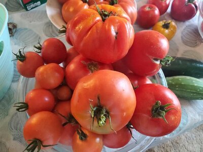 Tomatoes for canning, 09-24-24.jpg