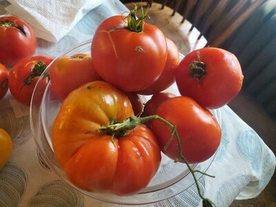 Tomatoes harvested 09-24-24, #1.jpg