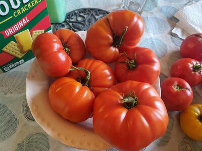 Tomatoes harvested 09-24-24, #2.jpg