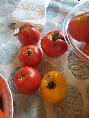 Tomatoes,eat now, 09-24-24.jpg