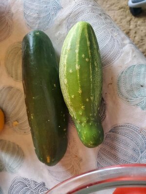 Cucumbers, Ashley, harvested, 09-24-24.jpg