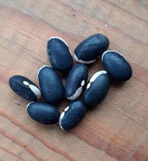 Brazilian Bean #50.jpg