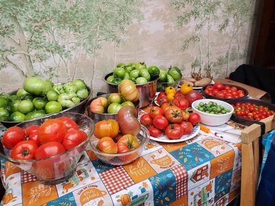 Tomato harvest, 10-18-24, #1.jpg