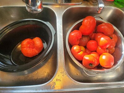 Tomatoes ready for skinning, 10-18-24.jpg