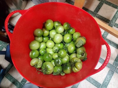 Green tomatoes not put away, 10-18-24.jpg