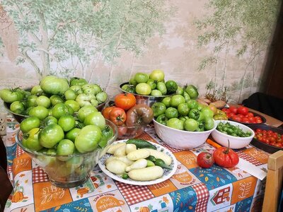 Tomatoes, what's left, & cucumbers, 10-18-24.jpg