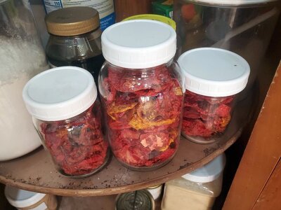 Tomatoes dehydrated, 11-11-24.jpg