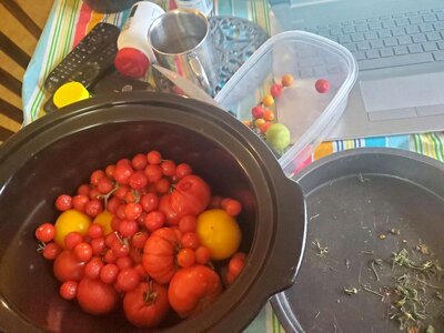 Tomatoes, very last,prepped, 11-25-24, #2.jpg