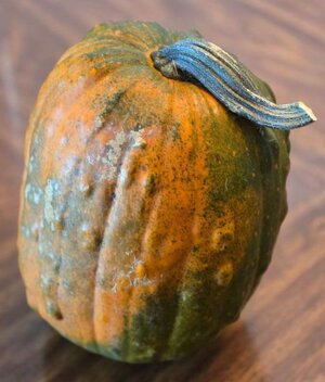 Pumpkin Acorn Squash Hybrid #2.jpg