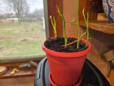 Garlic Dec 24 planting, 12-11-24, #2.jpg