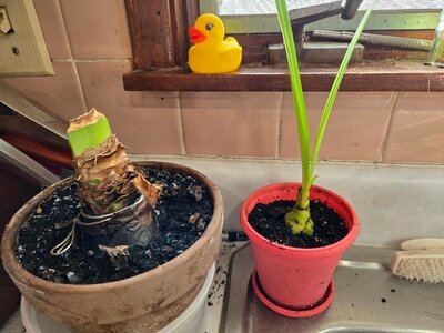 Red Amaryllis & Pink amaryllis pup repotted, 01-03-25.jpg