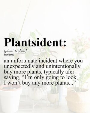 plantsident.jpg