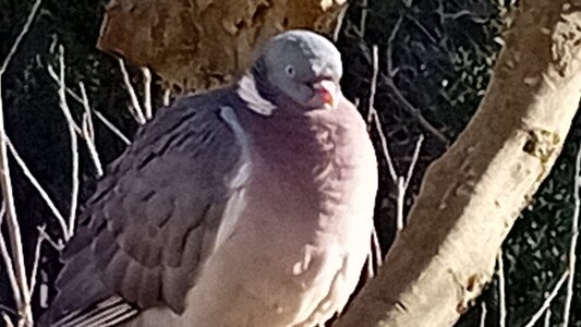 woodpigeon.jpg