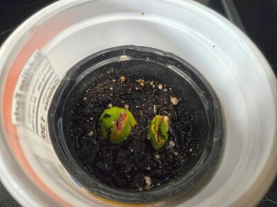 Amaryllis pups, repotted in a yogurt containers, 01-03-25.jpg