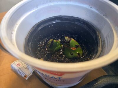 Amaryllis pups, repotted in a yogurt container, 01-18-25, #3.jpg