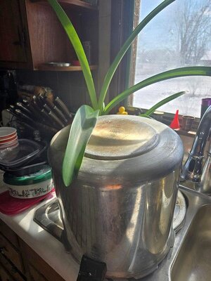 Amaryllis Audrey, 02-13-25.jpg